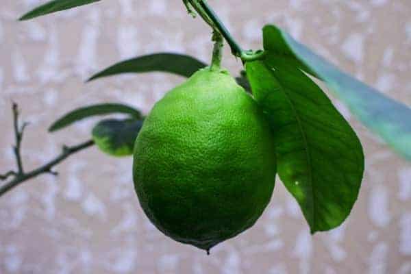 فوائد الليمون الصحية للبشرة