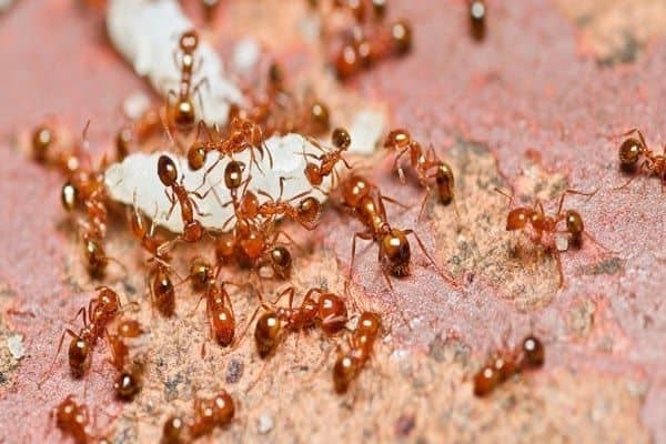 النمل في المنام للعزباء لابن سيرين كنوزي
