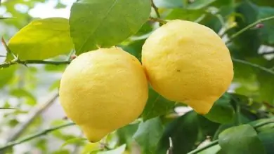 طريقة حفظ الليمون في الثلاجة