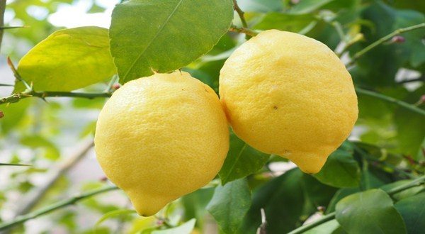 طريقة حفظ الليمون في الثلاجة