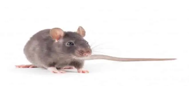 الفأر في المنام