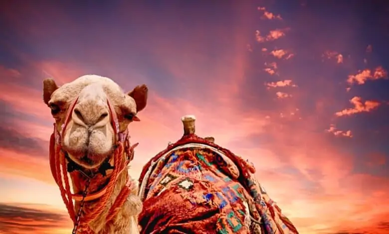 تفسير حلم الجمل في المنام يلاحقني يطاردني للعزباء للمتزوجة للمطلقة للمتزوج