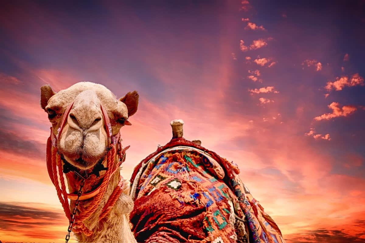 تفسير حلم الجمل في المنام يلاحقني يطاردني للعزباء للمتزوجة للمطلقة للمتزوج