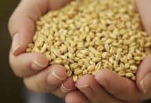 Wheat germ benefits