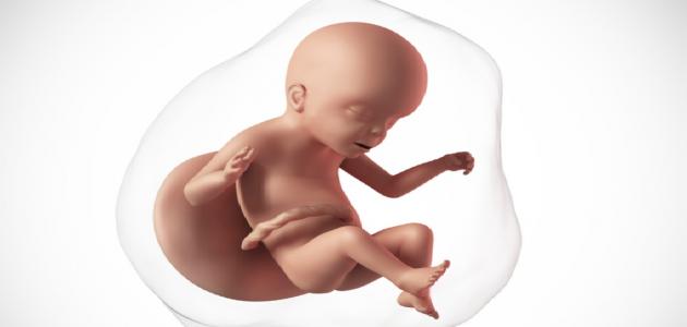 تطورات الجنين والأم في الشهر السادس