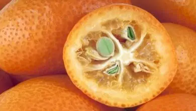 Kumquats