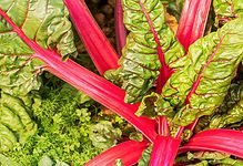 Red rhubarb benefits