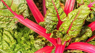 Red rhubarb benefits