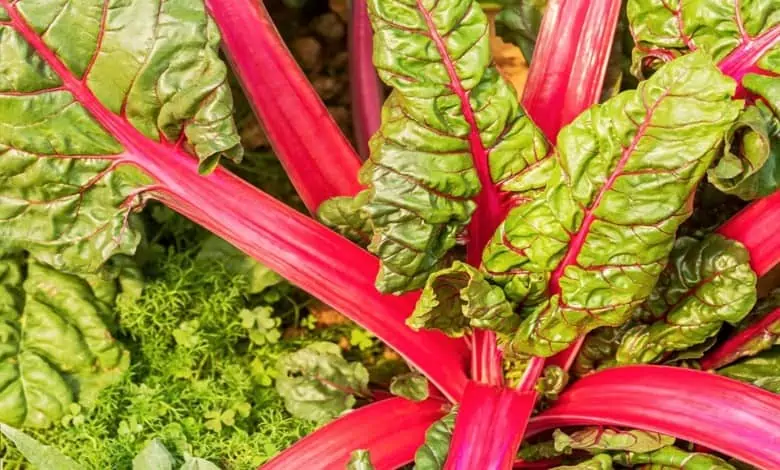 Red rhubarb benefits