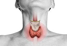 Thyroid gland