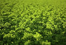 green alfalfa