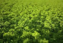 green alfalfa