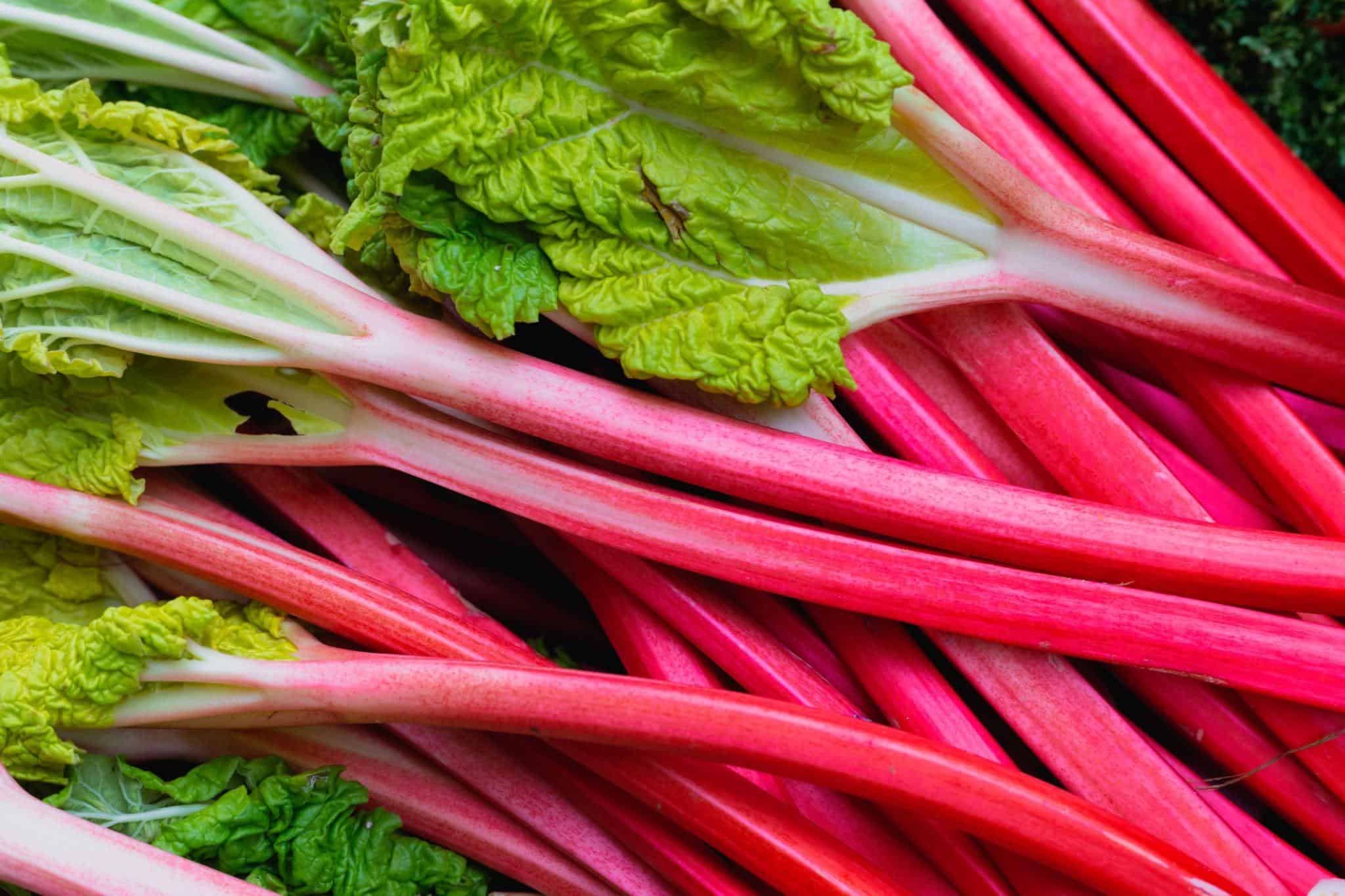 rhubarb